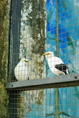 A portrait of a Bali Myna (Leucopsar rothschildi), also known as the Bali Starling. This critically endangered bird, endemic to Bali, Indonesia, is perched on a branch, showcasing its beautiful white 