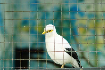 A portrait of a Bali Myna (Leucopsar rothschildi), also known as the Bali Starling. This critically endangered bird, endemic to Bali, Indonesia, is perched on a branch, showcasing its beautiful white 