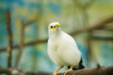 A portrait of a Bali Myna (Leucopsar rothschildi), also known as the Bali Starling. This critically endangered bird, endemic to Bali, Indonesia, is perched on a branch, showcasing its beautiful white 