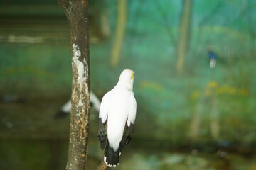 A portrait of a Bali Myna (Leucopsar rothschildi), also known as the Bali Starling. This critically endangered bird, endemic to Bali, Indonesia, is perched on a branch, showcasing its beautiful white 