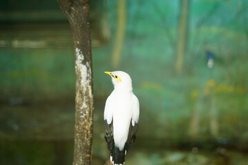 A portrait of a Bali Myna (Leucopsar rothschildi), also known as the Bali Starling. This critically endangered bird, endemic to Bali, Indonesia, is perched on a branch, showcasing its beautiful white 