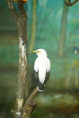 A portrait of a Bali Myna (Leucopsar rothschildi), also known as the Bali Starling. This critically...