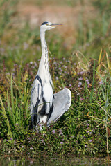 RETRATO DE GARZA REAL ARDEA CINEREA
