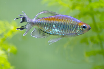 PEZ TETRA DEL CONGO PHENACOGRAMMUS INTERRUPTUS