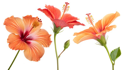 Bright large orange hibiscus flower. Flowers of Chinese hibiscus, China rose, Hawaiian hibiscus, rose mallow , shoeblack plant (Hibiscus rosa-sinensis). 