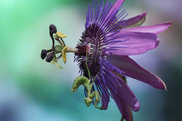 RETRATO DE FLOR PASSIFLORA VIOLACEA