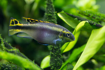 PEZ KRIBENSIS PELVICACHROMIS PULCHER