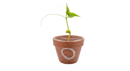 A young green seedling with a curved stem growing from a terracotta pot isolated on transparent background