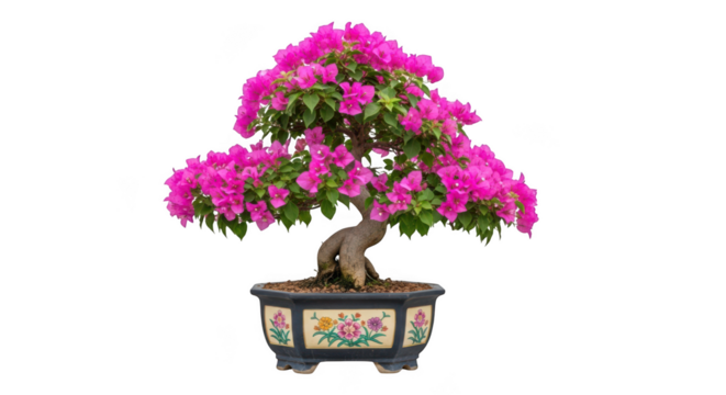 Vibrant pink bougainvillea bonsai tree in ornate pot isolated on transparent background