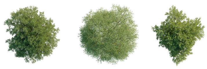 Salix fragilis Tree plan, top view, cutout, transparent background, isolate, Three lush green trees...