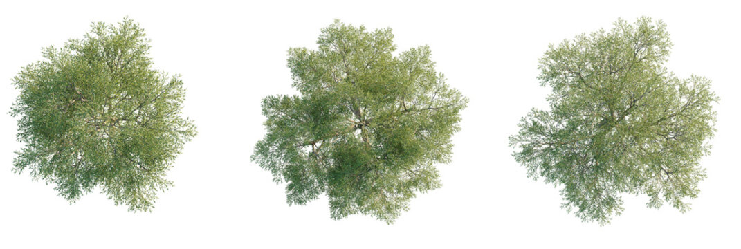 Salix matsudana Tree plan, top view, cutout, transparent background, isolate, Top view of lush green trees, perfect for architectural visualization