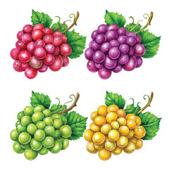 Vector illustration Four bunches of red purple green and yellow grapes with leaves