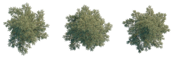 Chamaecyparis lawsoniana Tree plan, top view, cutout, transparent background, isolate, Top down...