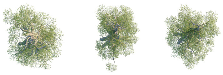 Moringa thouarsii Tree plan, top view, cutout, transparent background, isolate, Top view of lush green trees with detailed branches and leaves