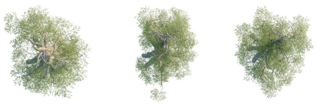 Moringa thouarsii Tree plan, top view, cutout, transparent background, isolate, Top view of lush green trees with detailed branches and leaves