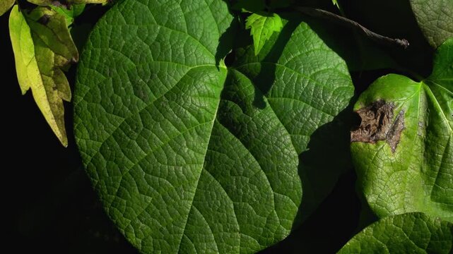 Textured leaf of Pipevine (Aristolochia macrophylla): beautiful natural background