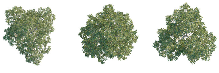 Quercus laevis Tree plan, top view, cutout, transparent background, isolate, Three distinct mature...