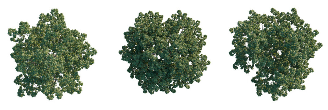 Juglans nigra Tree plan, top view, cutout, transparent background, isolate, Lush green trees viewed from above, perfect for design elements