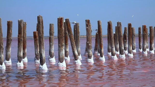 Kuialnyk Estuary, Seagulls rest on wooden piles in a hypersaline estuary