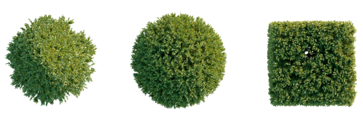 Buxus sinica Tree plan, top view, cutout, transparent background, isolate, Three lush green bushes in spherical and cubical shapes with detailed leaves