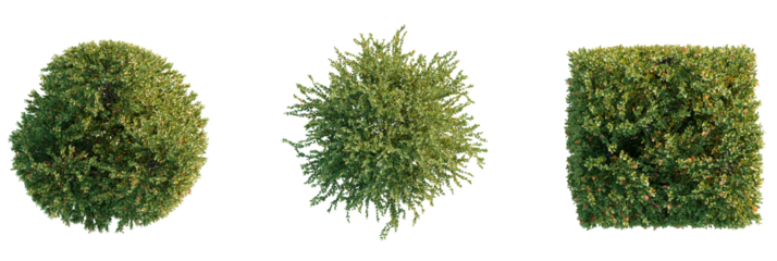 Buxus sinica Tree plan, top view, cutout, transparent background, isolate, Three lush green trees in various shapes for landscaping and design
