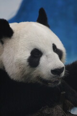 Fototapeta premium A day in the zoo...