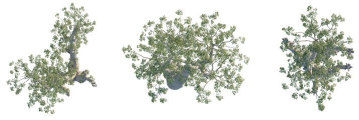 Moringa ovalifolia Tree plan, top view, cutout, transparent background, isolate, Majestic ancient baobab tree seen from above with lush green foliage