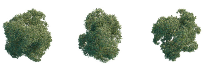 Ulmus lamellosa Tree plan, top view, cutout, transparent background, isolate, Three lush green...