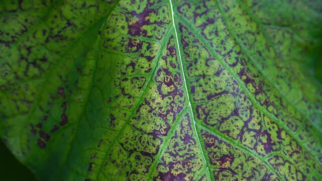 Mottled pigmentation in Aristolochia macrophylla leaves, showing simultaneous chlorophyll degradation and anthocyanin synthesis.