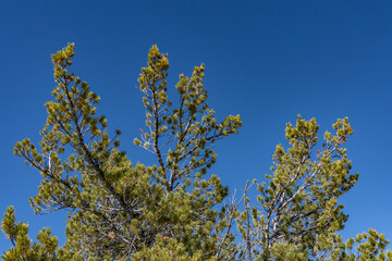 A pine is any conifer in the genus Pinus of the family Pinaceae. Pinus is the sole genus in the subfamily Pinoideae.  Upper Terrace Loop Dr, Mammoth Hot Springs. Yellowstone National Park, Wyoming
