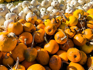 Pile of Orange and white pumpkins on a farm