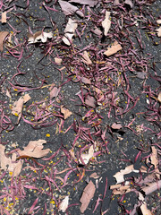 Dry eucalyptus bark and leaves on the ground