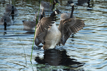 goose on the water