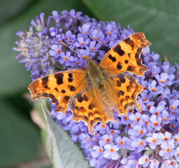 butterfly on flower