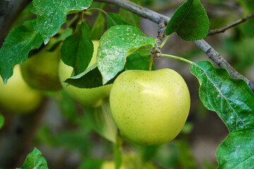 A green apple hanging from a tree