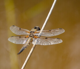 dragonfly close up