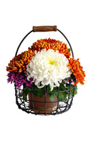 A wire basket holds a vibrant bouquet of chrysanthemums in shades of orange, white, and purple.  A wooden handle tops the basket