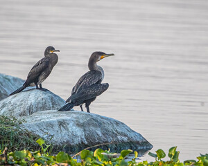Cormorants