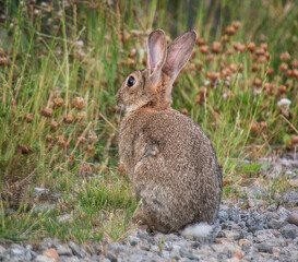 rabbit in the grass