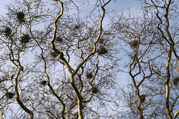 Many bird nests on the branches of leafless plane trees
