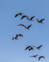 Cormorants