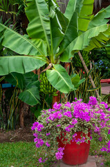 lindo paisajes verdes