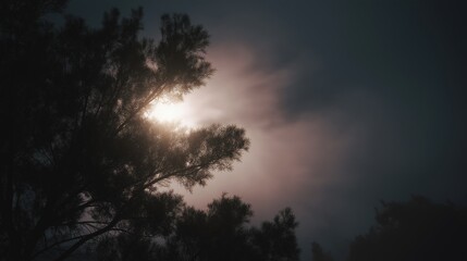 Fototapeta premium Silhouette of a tree with the sun shining through the branches. the tree is on the left side of the image, with its branches reaching upwards towards the sky.