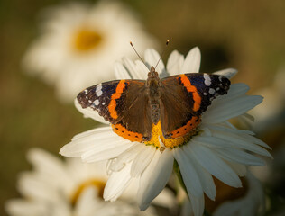 butterfly on flower