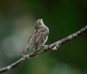 house sparrow