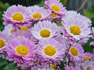 pink chrysanthemum