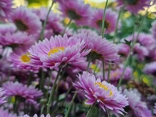 pink flowers in the garden