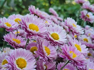 pink chrysanthemum flowers