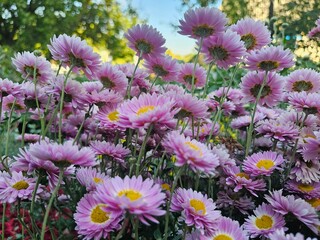 field of flowers