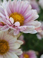 close up of pink flower